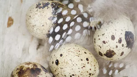 Oul de prepeliță face minuni pentru tenul tău!