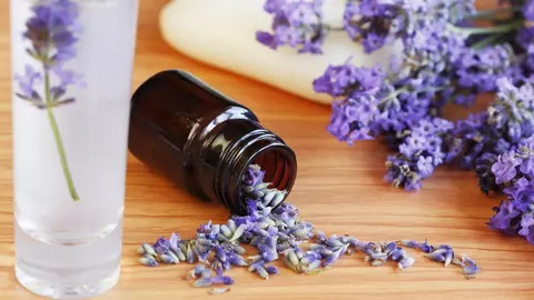 7 lucruri pe care nu le știai despre lavandă
