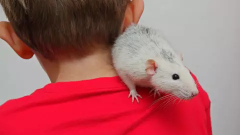 La ce să fim atenți când cumpărăm animale de companie pentru copii. Un băiețel a murit din cauza unui hamster