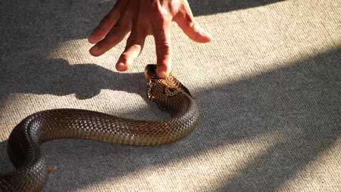 Copil de 4 ani, muscat de fata de un sarpe