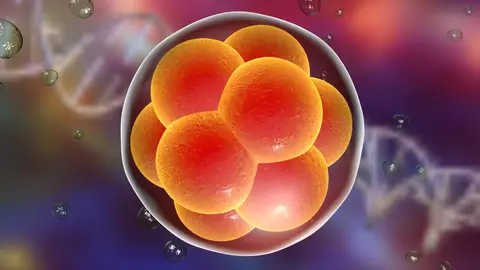 S-a reusit crearea primului embrion fara sperma sau ovul