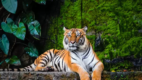 Animale pe cale de dispariție, din România și din lume