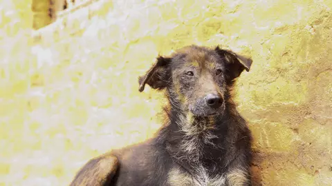 O fetiță mușcată de un maidanez va primi daune morale de 17.000 de euro