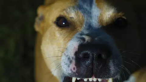 Un bebeluș, de 12 zile, a fost sfâșiat de câinele familiei