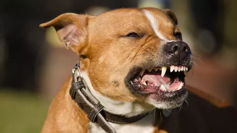 O femeie a murit încercând să-i salveze viața fiului ei din colții unui câine