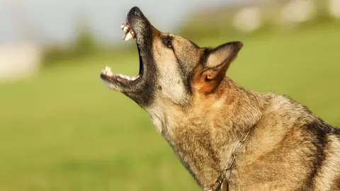 Cazul copilului din Constanța ucis de câini. Mărturiile înfiorătoare ale familiei