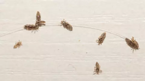 O fată de 9 ani a murit în urma infestării severe cu păduchi