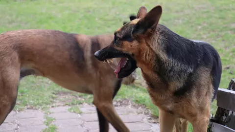 Un copil este în comă profundă după ce a fost mușcat de mai mulți câini, în Botoșani