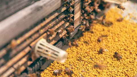 De ce este recomandat POLENUL crud și cum îl poți consuma?