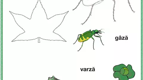 Verde6