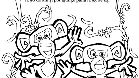 Madagascar - cimpanzei