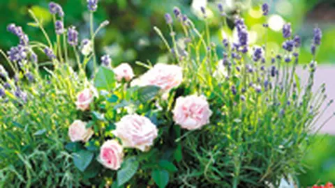 Creativ: jardiniera cu lipici, ierbar, tablou cu magneti