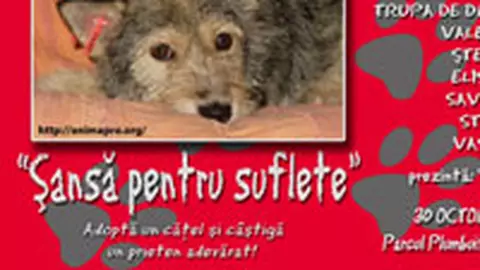 Spectacol organizat de Primaria Sector 2 pentru sustinerea cauzei animalelor fara stapan