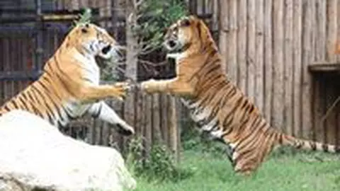 Digital Zoo, singura gradina zoologica virtuala