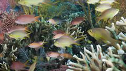 Pești exotici din colecțiile Muzeului Antipa