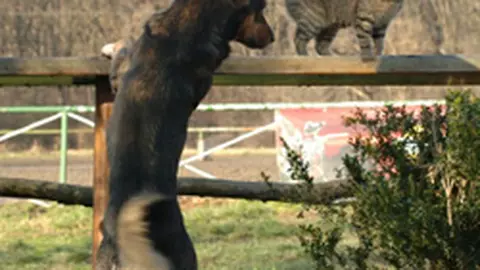 Avem un animalut. Cum procedam?