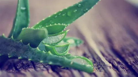 Aloe vera elimină toxinele și îți protejează pielea 