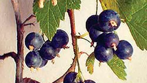 Coacaze (rosii, negre)