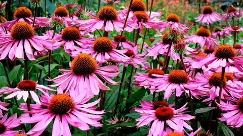 Echinacea, un tratament rapid împotriva răcelii 