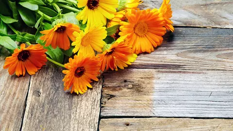 Gălbenelele, folosite în numeroase remedii naturiste 