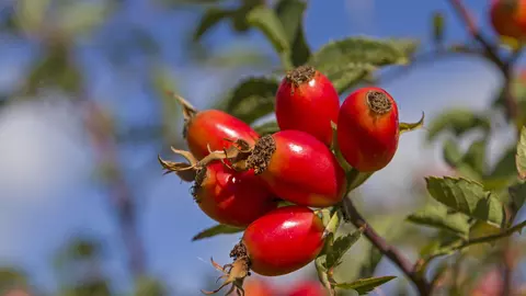 Măceșele, bogate în vitamina C