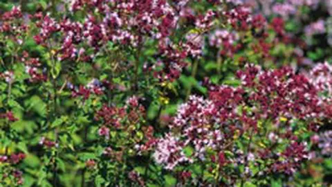 Oregano