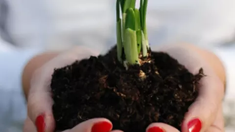 Plantează toamna bulbi ca să ai primăvara flori