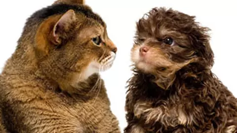 Castrarea (sterilizarea) animalului de companie