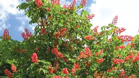 Minighidul arborilor din gradina ta