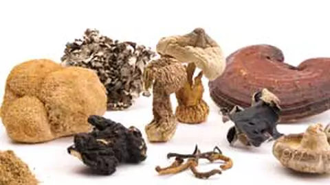 Ciupercile Medicinale: un dar al naturii