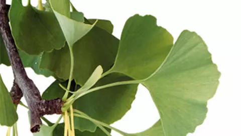 Ginkgo biloba, copacul vietii