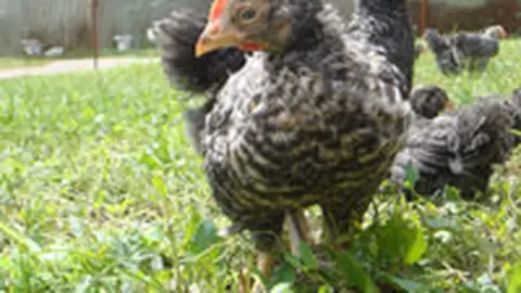 Agricola Bacau face Puiul Fericit, cu certificat de nastere!