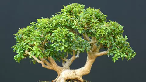 Cum să-ţi faci propriul bonsai