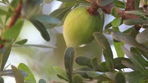 Secretele unei pieli frumoase, dezvaluite de natura (P)