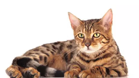 Purina ONE pentru pisici - sanatate vizibila in prezent si viitor (P)