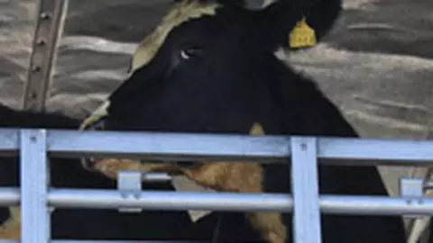 70 de vacute irlandeze au zburat in Romania