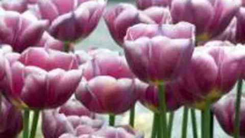 O floare si doi gradinari? Mai bine un gradinar si doua flori.