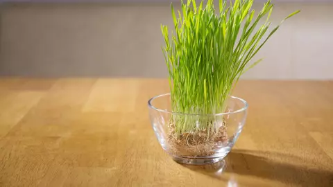 Iarba de grâu, un leac natural foarte bun