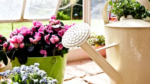 5 plante de apartament care te pot otrăvi
