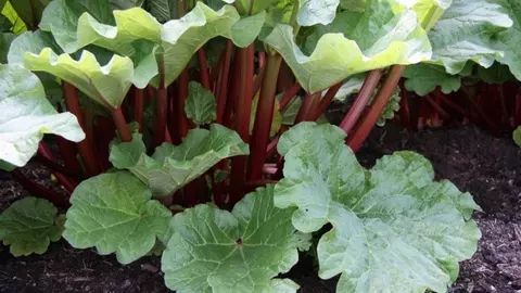 Rubarba, ingredientul bogat în principii nutritive din deserturi
