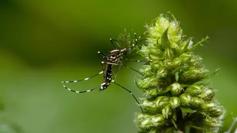 Cum scapi de neplăcerile verii: 7 plante care țin țânțarii la distanță