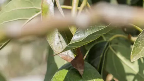 Cum se face cultivarea fructului de avocado acasă