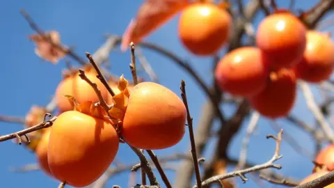 Fructul kaki este benefic în terapia contra cancerului