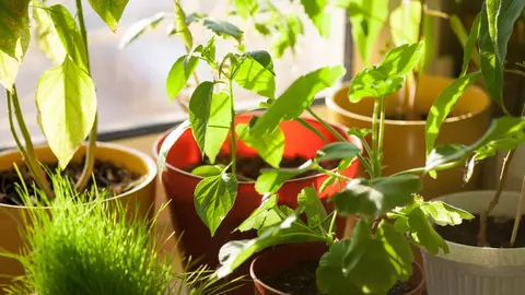 Este incredibil ce se întâmplă dacă presari scorțișoară la rădăcina plantelor din casa ta