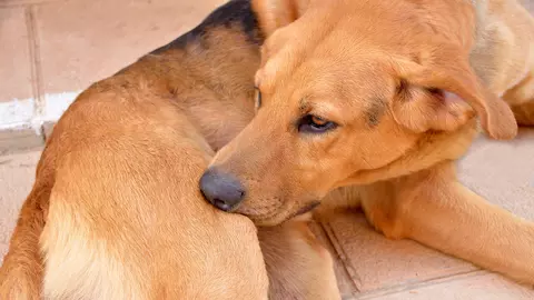Ai purici în casă din cauza animalelor? Cele mai ingenioase metode de a scăpa de ei