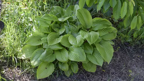 Scapă de otită ca prin minune cu ajutorul unei plante simple