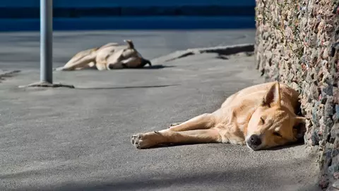 O fetiţă de 7 ani a fost desfigurată de un câine maidanez. Va rămâne cu sechele pe viaţă