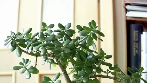 Aceasta este planta banilor. Ține-o în casă și vei avea numai de câștigat
