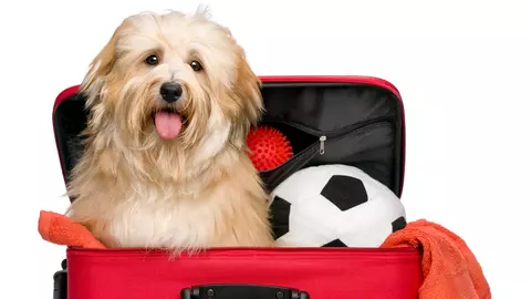 Ce reguli trebuie să respecți dacă vrei să îți iei animalul de companie cu tine în concediu