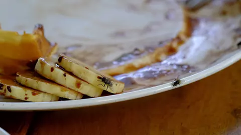 Mâncarea ta a fost atinsă de muște? Acest lucru îți poate cauza probleme grave de sănătate
